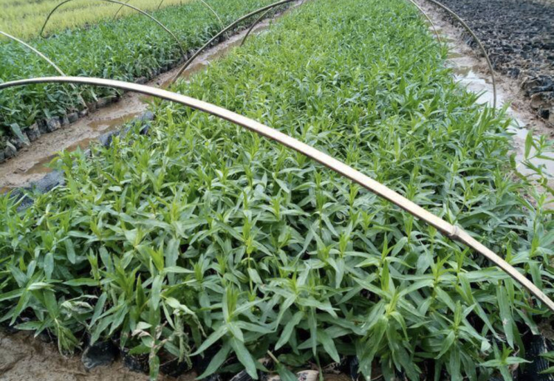 一手货源！千屈菜水生植物种植