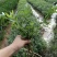 一手货源！千屈菜水生植物种植