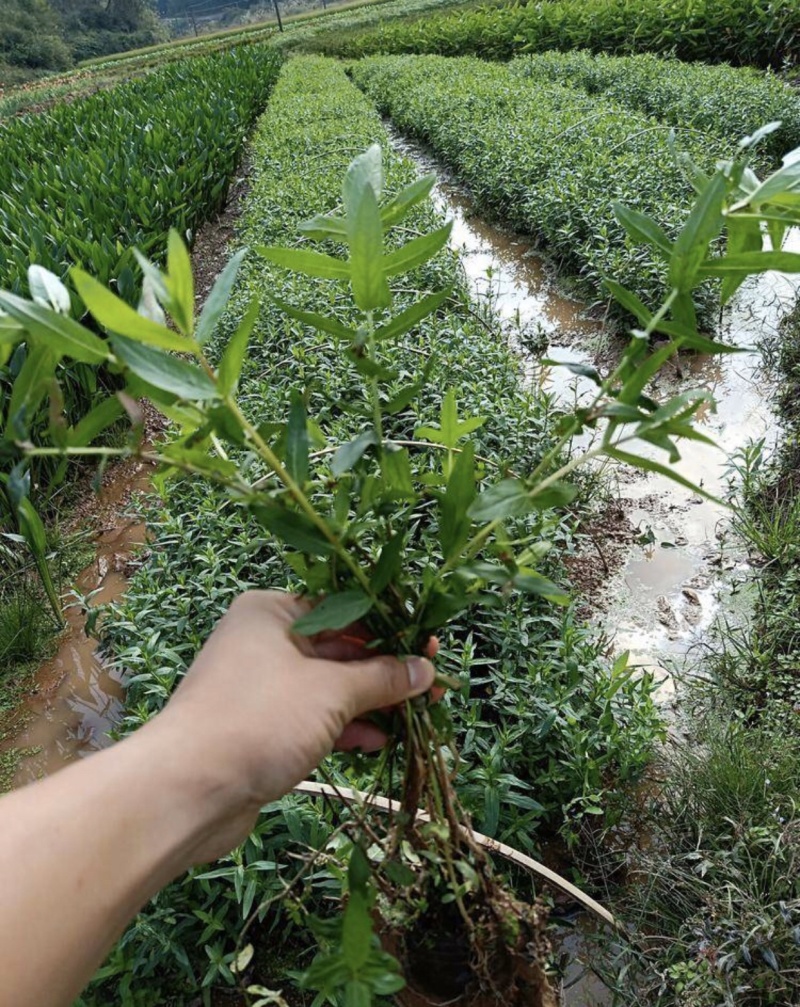一手货源！千屈菜水生植物种植