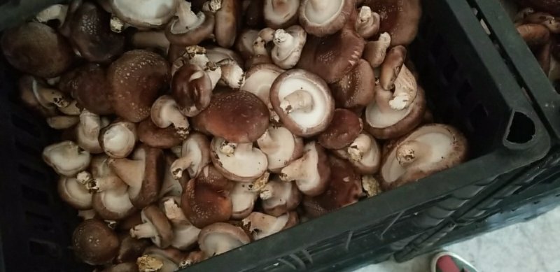 鲜香菇