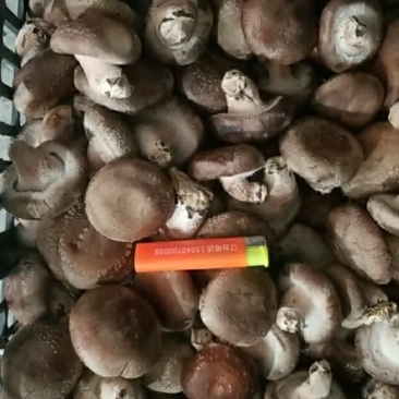 鲜香菇