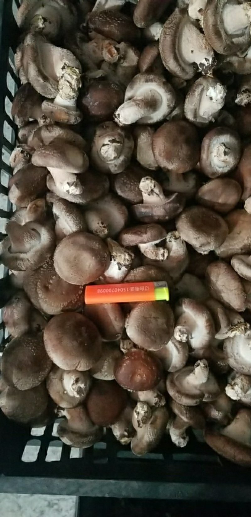 鲜香菇