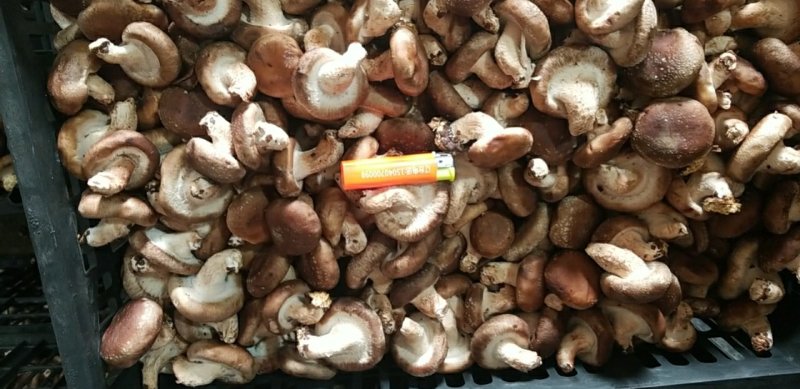 鲜香菇