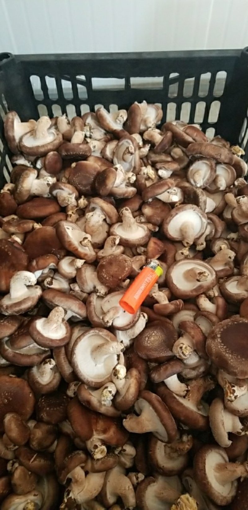 鲜香菇