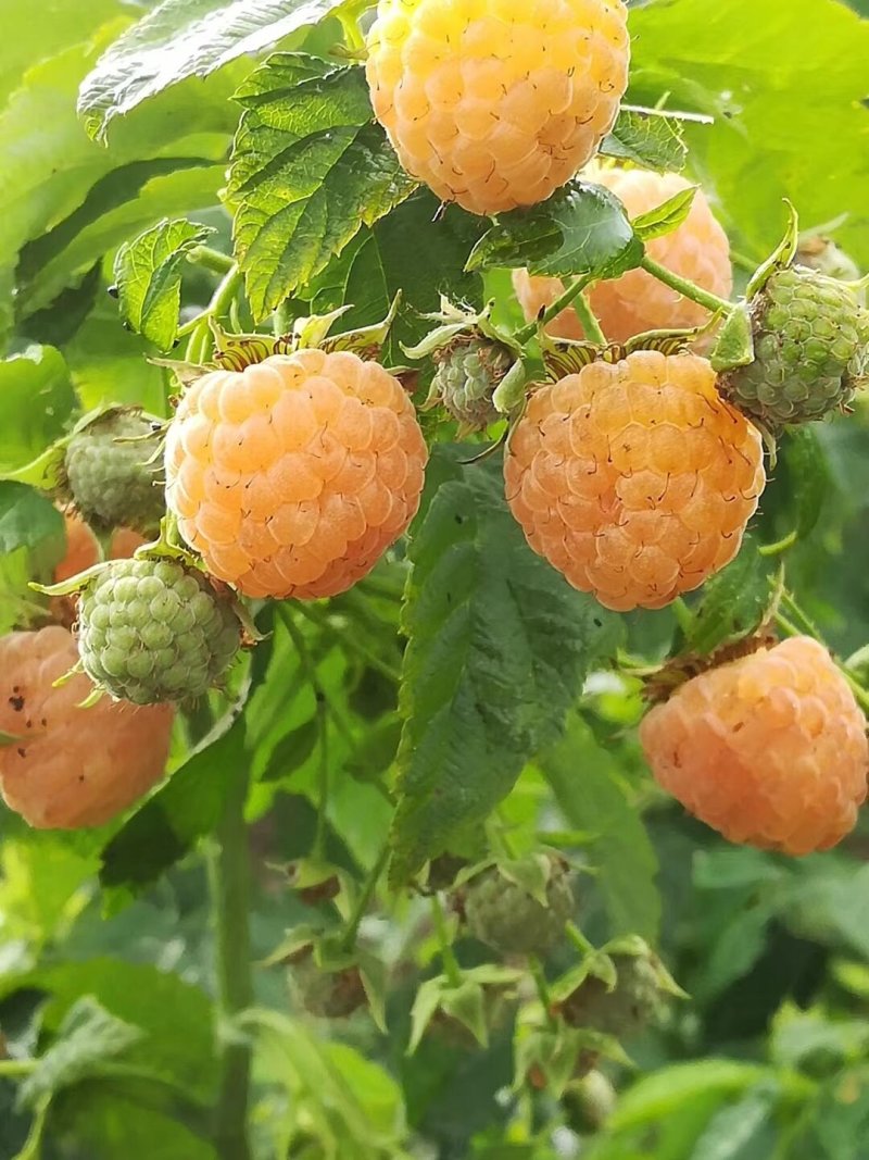 树莓