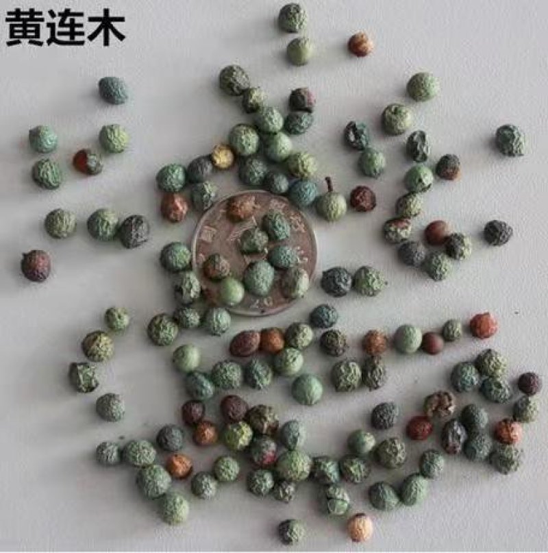 林木种子黄连木种子黄连木当年新种子出芽率高亩播净