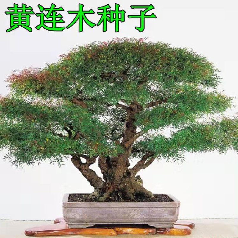 林木种子黄连木种子黄连木当年新种子出芽率高亩播净