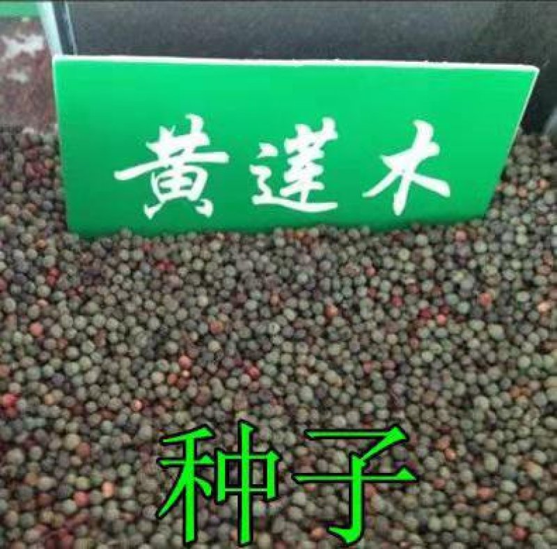 林木种子黄连木种子黄连木当年新种子出芽率高亩播净