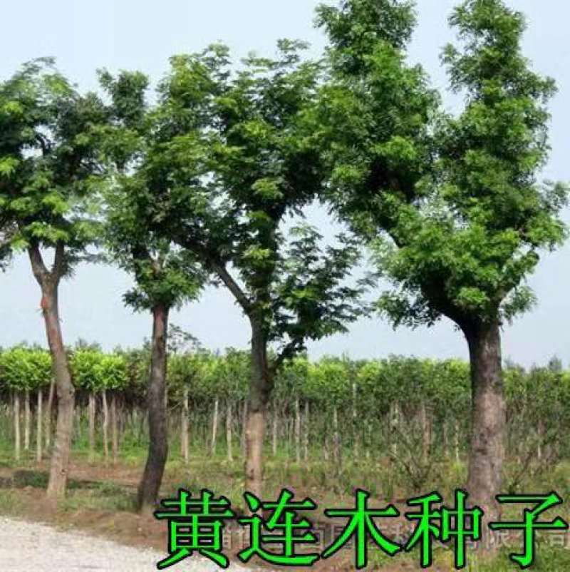 林木种子黄连木种子黄连木当年新种子出芽率高亩播净