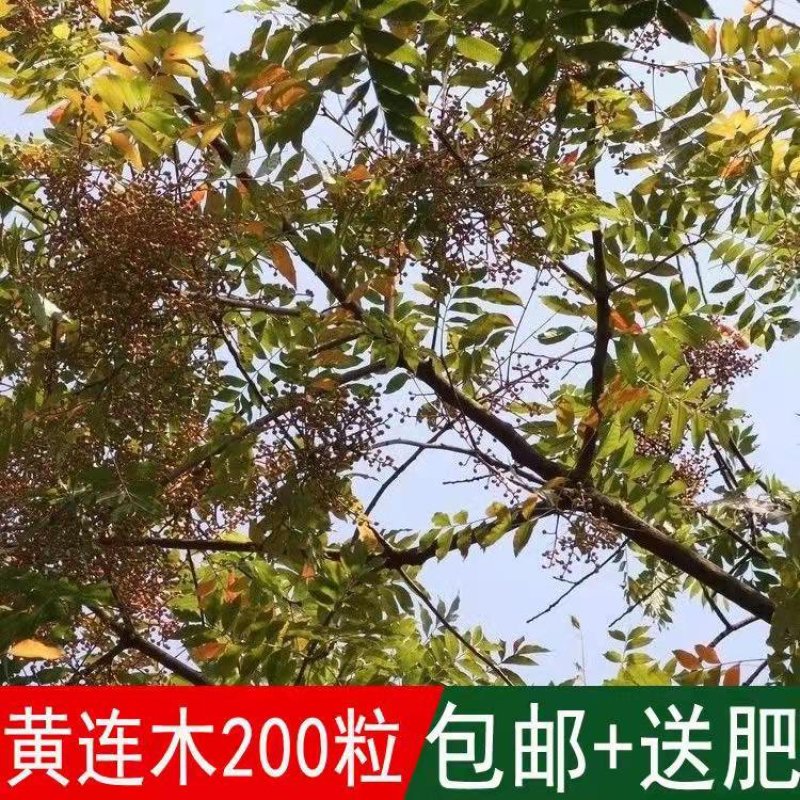 林木种子黄连木种子黄连木当年新种子出芽率高亩播净