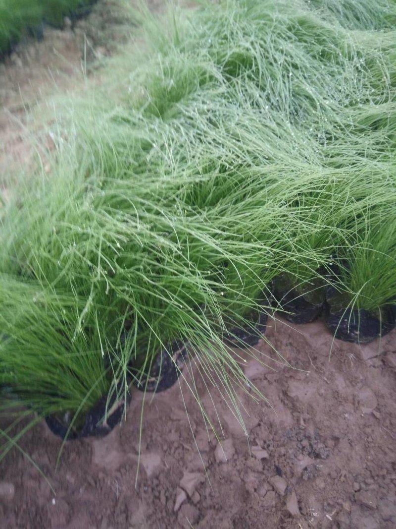 细叶针矛细颈针芒墨西哥羽毛草细茎针矛