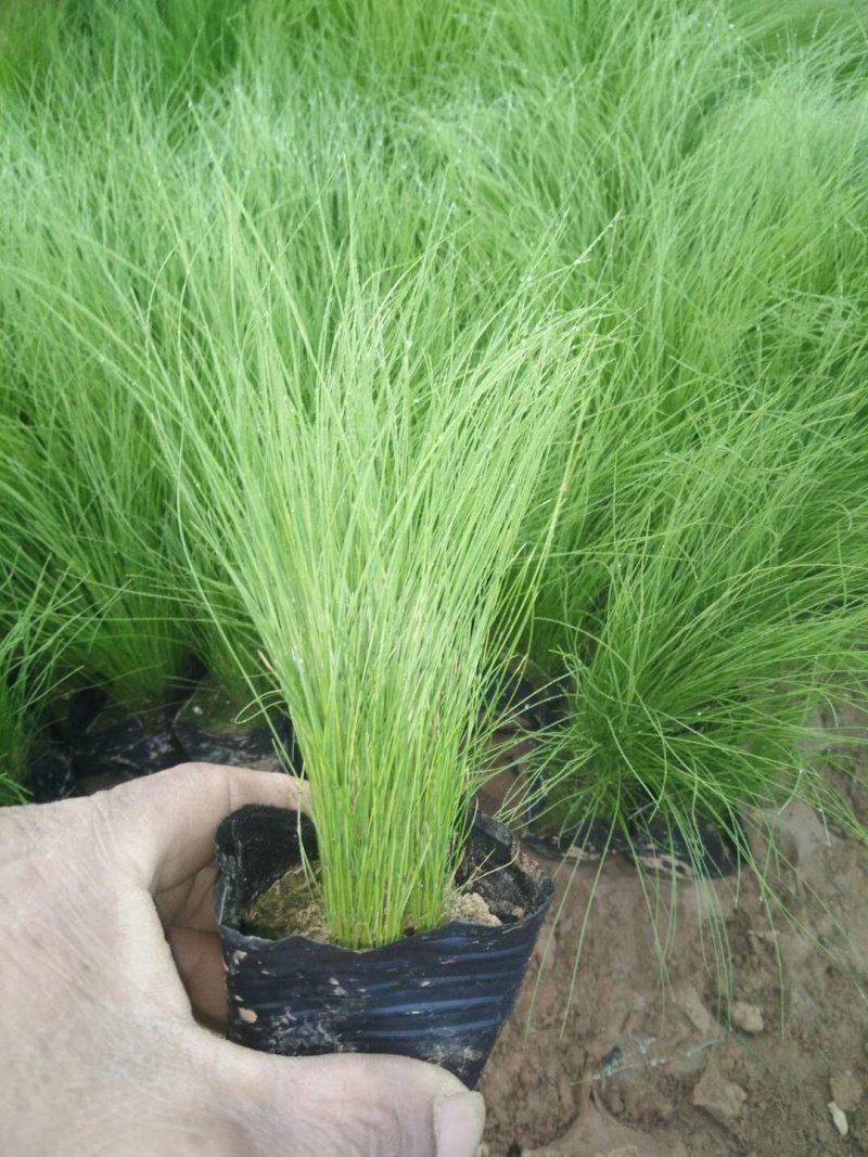 细叶针矛细颈针芒墨西哥羽毛草细茎针矛