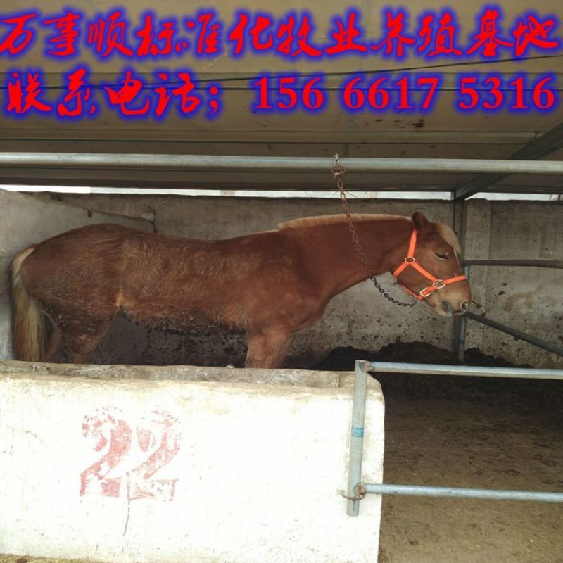 半血马