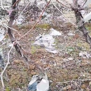 葡萄树2/4cm，当年结果，成活率高，免费技术指导