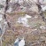 葡萄树2/4cm，当年结果，成活率高，免费技术指导