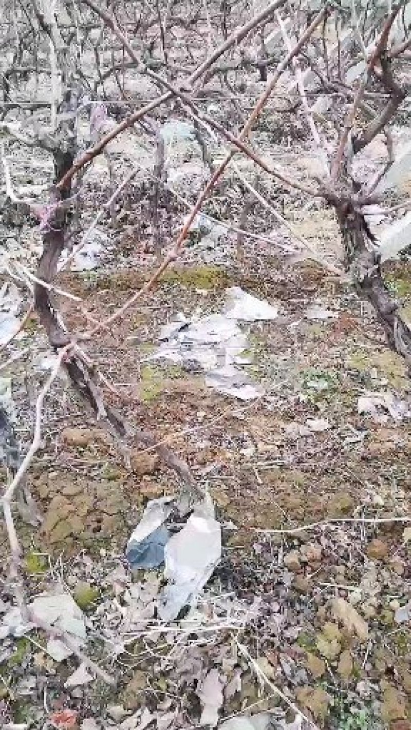 葡萄树2/4cm，当年结果，成活率高，免费技术指导