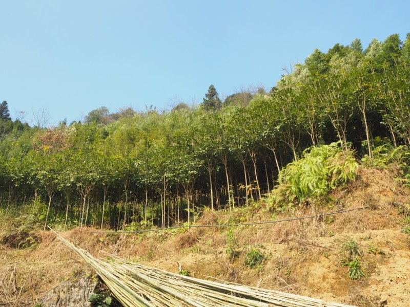 优质桂花树，因土地有限，才便宜处理一些，需要的联系。