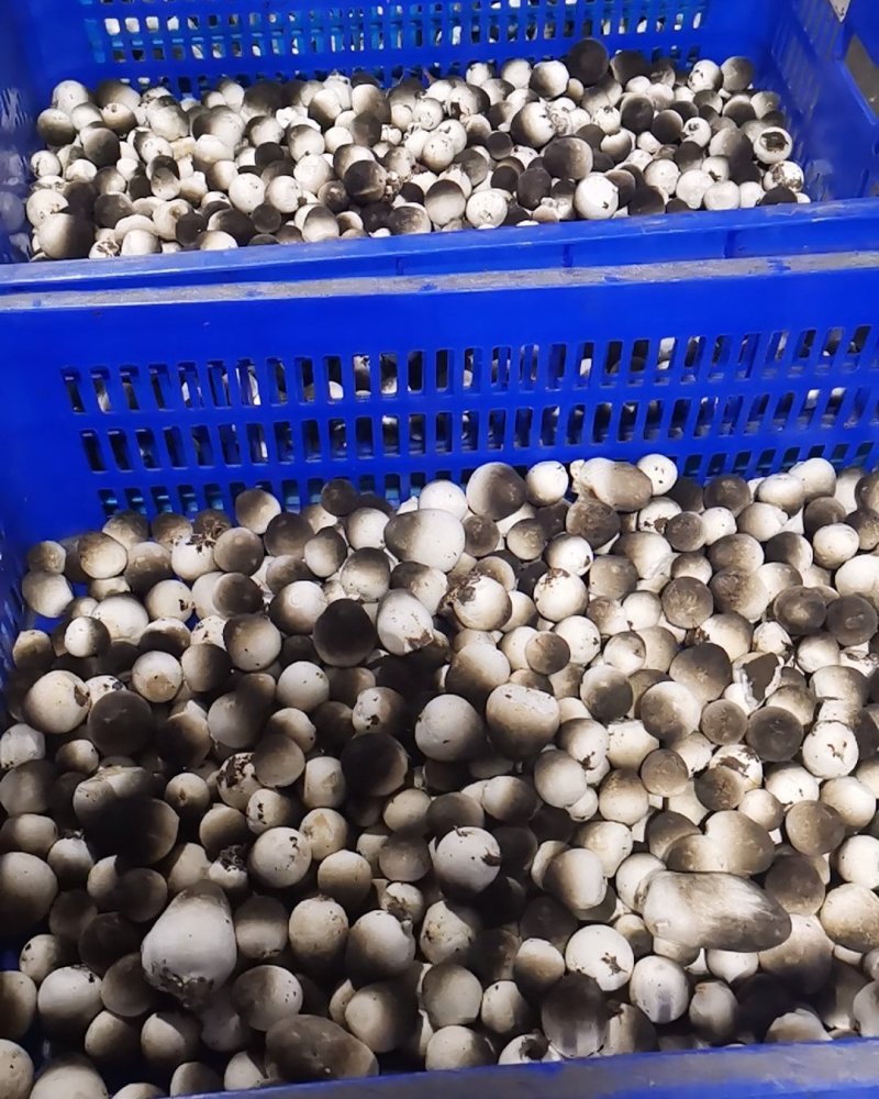 工厂化鲜草菇，厂里直供，物美价廉，量大从优，