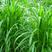 皇竹草种子巨象草新型高产多年生适口性好四季牧草种子包发芽