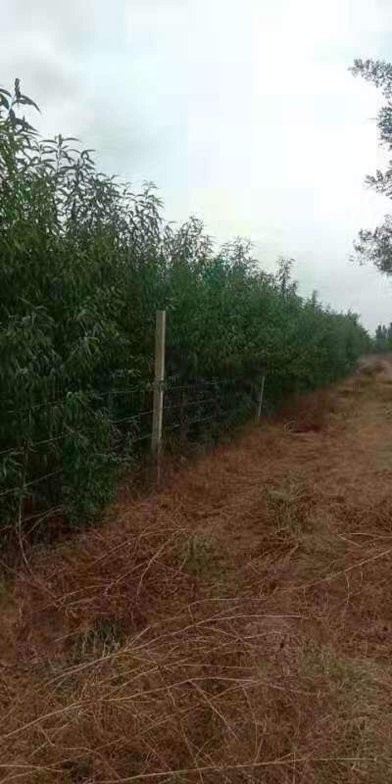 冬桃秋雪红，桃树苗10元一颗，桃子脆王。最大单果重一斤二