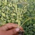 西兰花苗炎秀，耐寒优秀，苗子质量很好，发货方便。破损补发