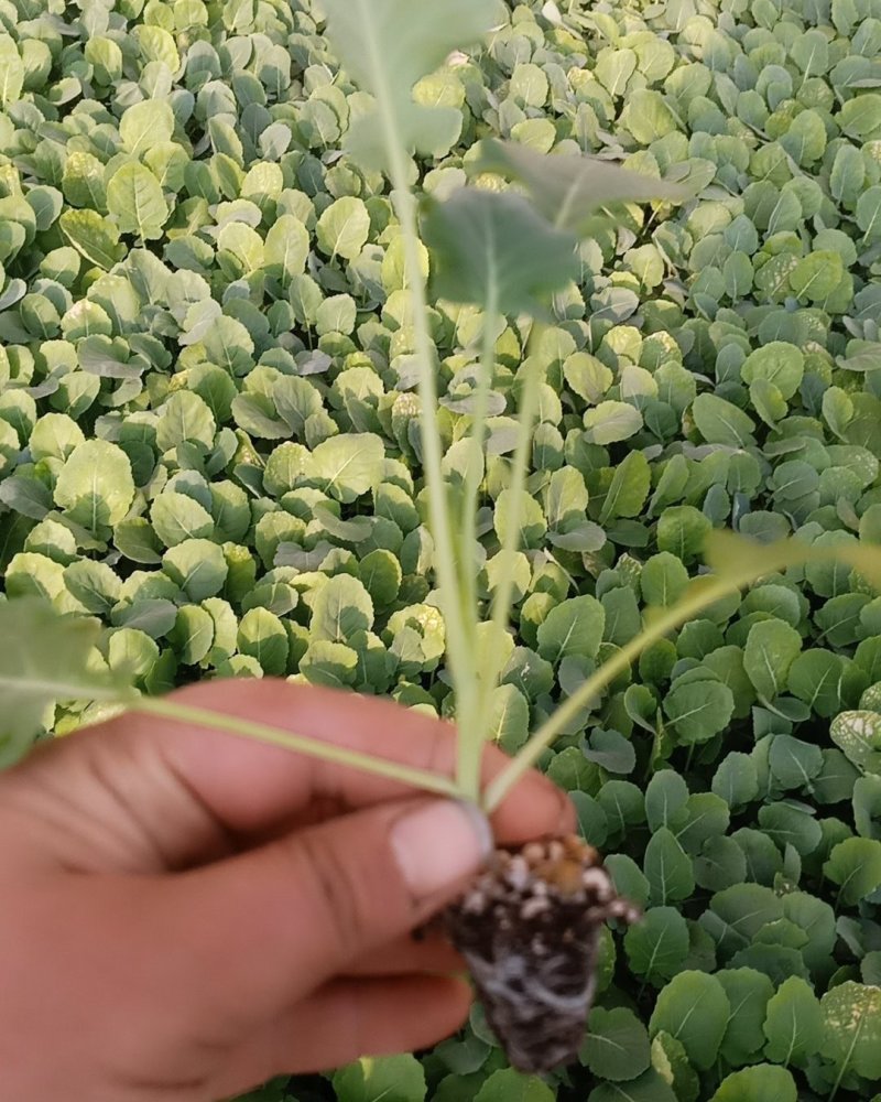 西兰花苗炎秀，耐寒优秀，苗子质量很好，发货方便。破损补发
