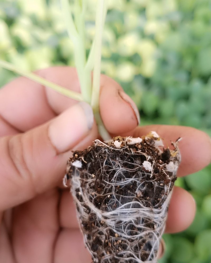 西兰花苗炎秀，耐寒优秀，苗子质量很好，发货方便。破损补发