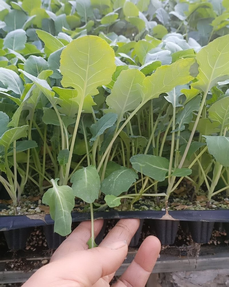 西兰花苗炎秀，耐寒优秀，苗子质量很好，发货方便。破损补发