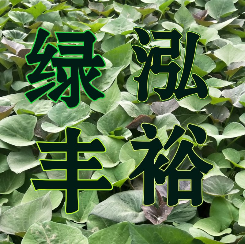 紫薯苗，澳洲紫白，玛莎莉薯苗，蜜薯苗，西瓜红，栗子香