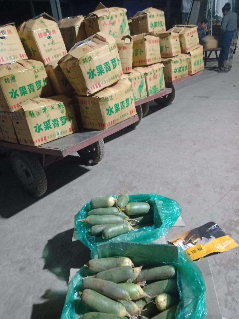 山东肥城青皮萝卜，香脆可口基地直销大量供应欢迎咨询
