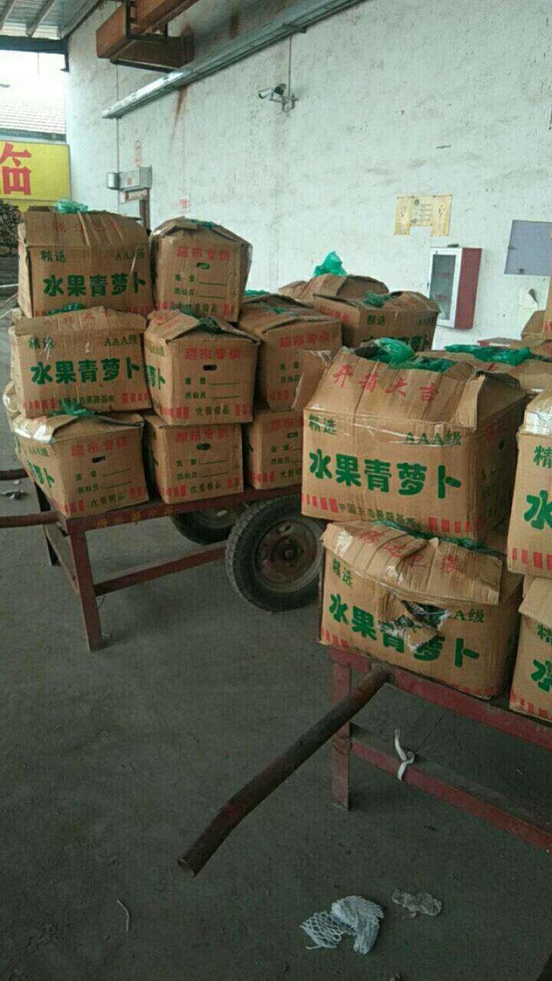 山东肥城青皮萝卜，香脆可口基地直销大量供应欢迎咨询