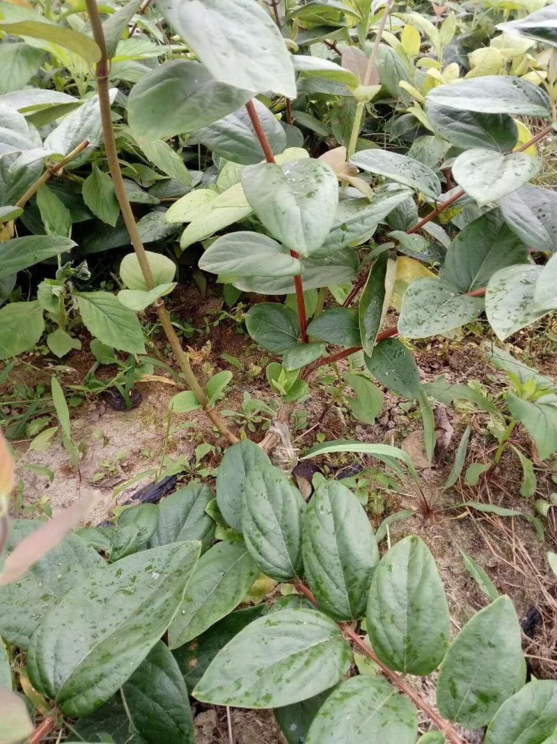 出售湘蕾五号湘蕾金银花苗，又叫金翠蕾（白头苗）