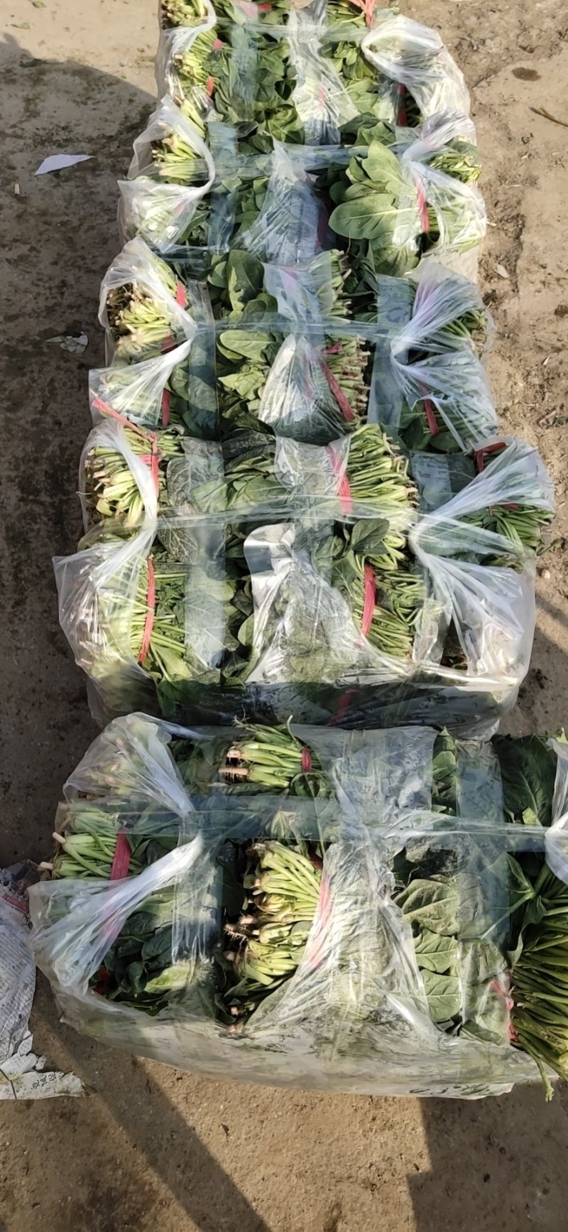 万亩菠菜26-30公分，实力代收请放心选择量大从优