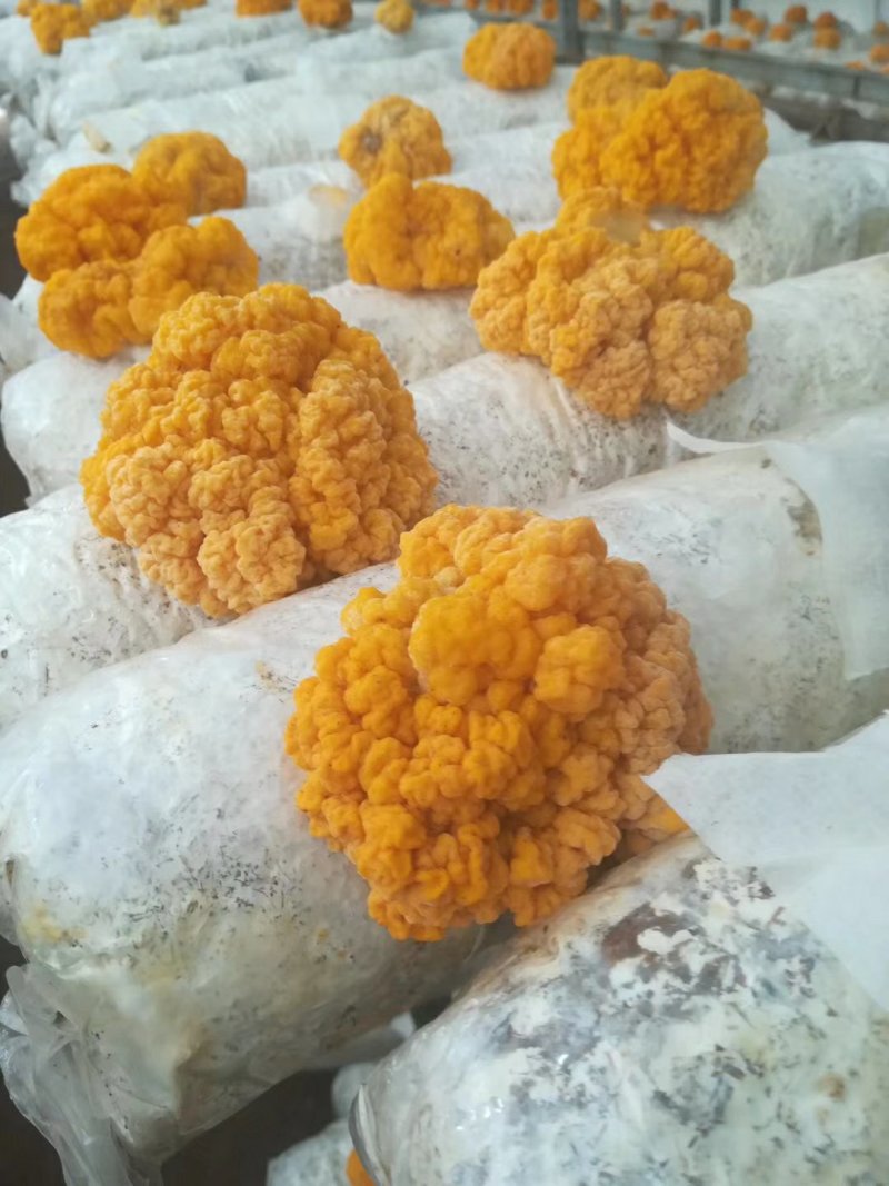 金耳菌种新鲜金耳长期供应