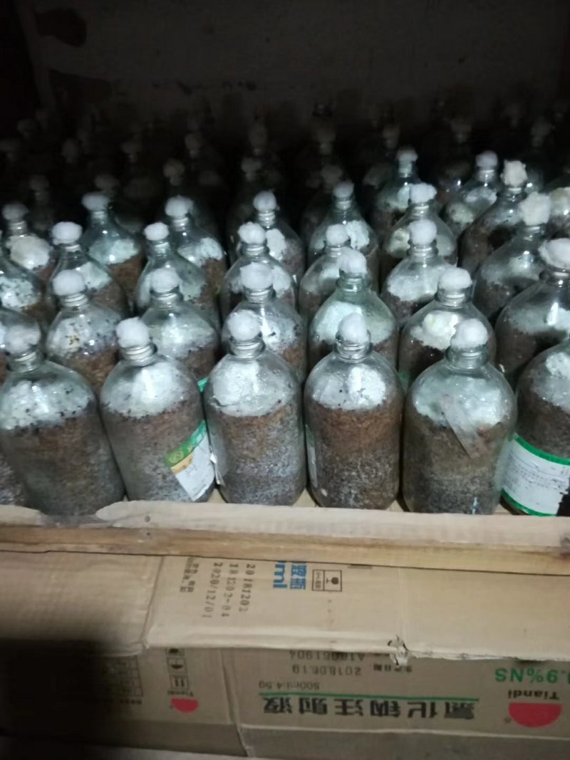 金耳菌种新鲜金耳长期供应