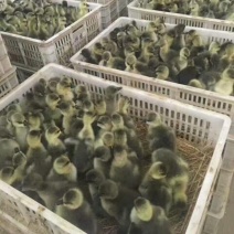 朗德鹅苗厂家直销包疫苗成活