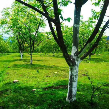 腾冲700亩养殖+种植用地出租