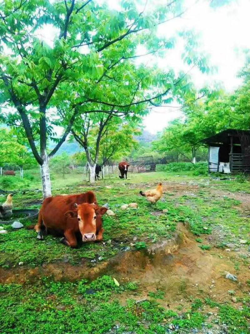 腾冲700亩养殖+种植用地出租
