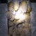 荷兰十五土豆，箱装套网，装袋，各种规格，