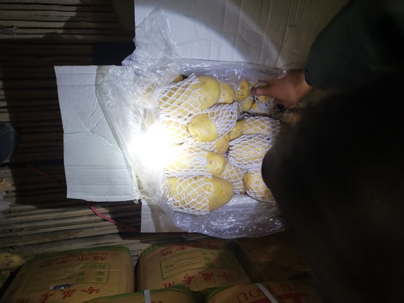 荷兰十五土豆，箱装套网，装袋，各种规格，