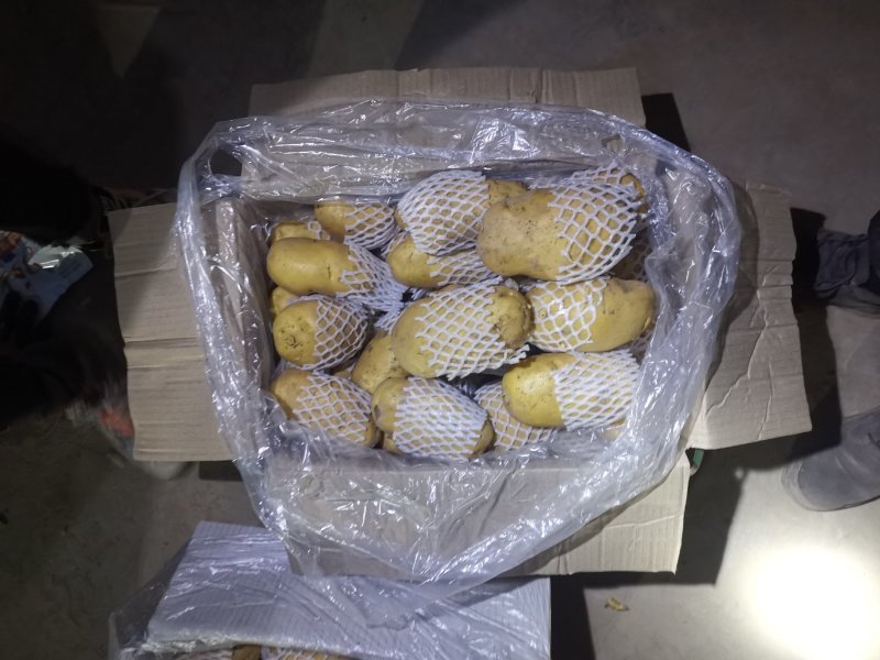 荷兰十五土豆，箱装套网，装袋，各种规格，