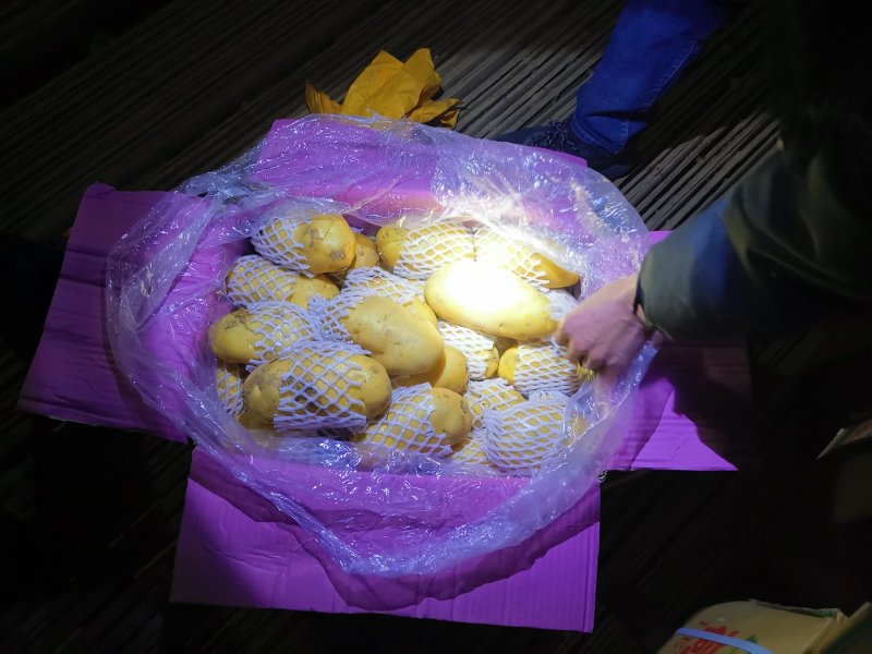 荷兰十五土豆，箱装套网，装袋，各种规格，