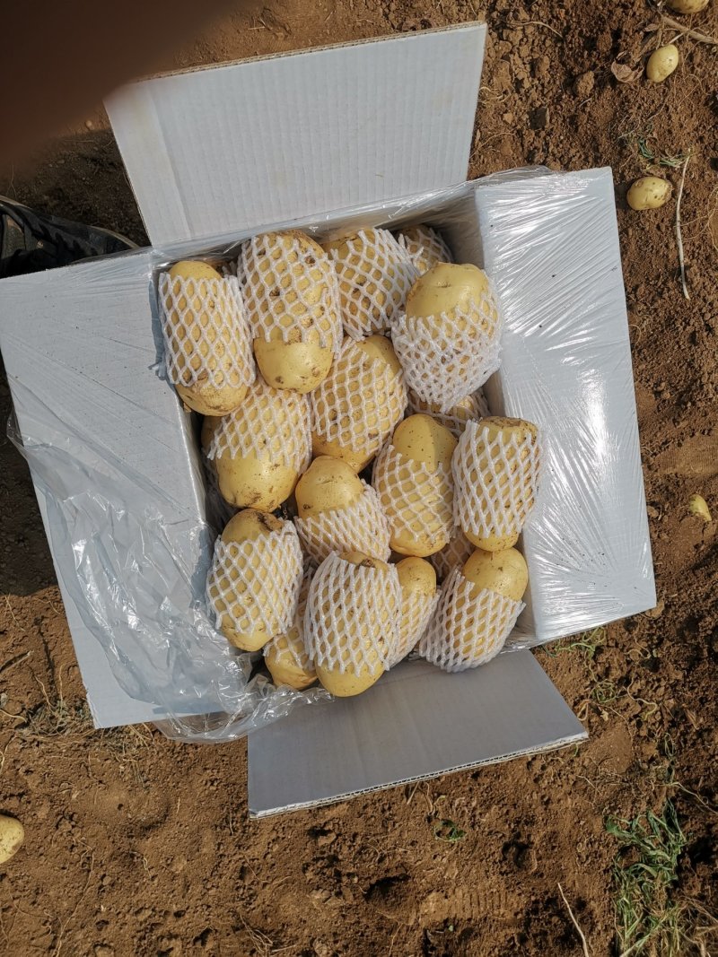 荷兰十五土豆，箱装套网，装袋，各种规格，