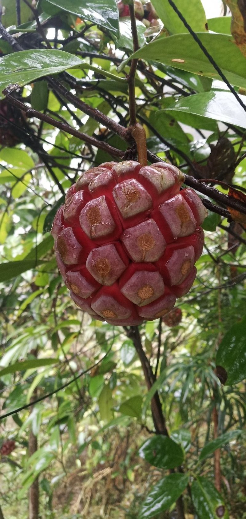 基地提供优质布福娜苗