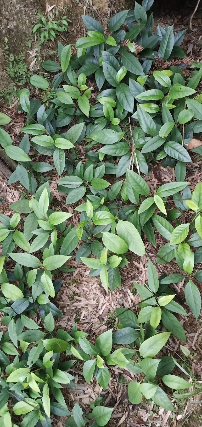 基地提供优质布福娜苗