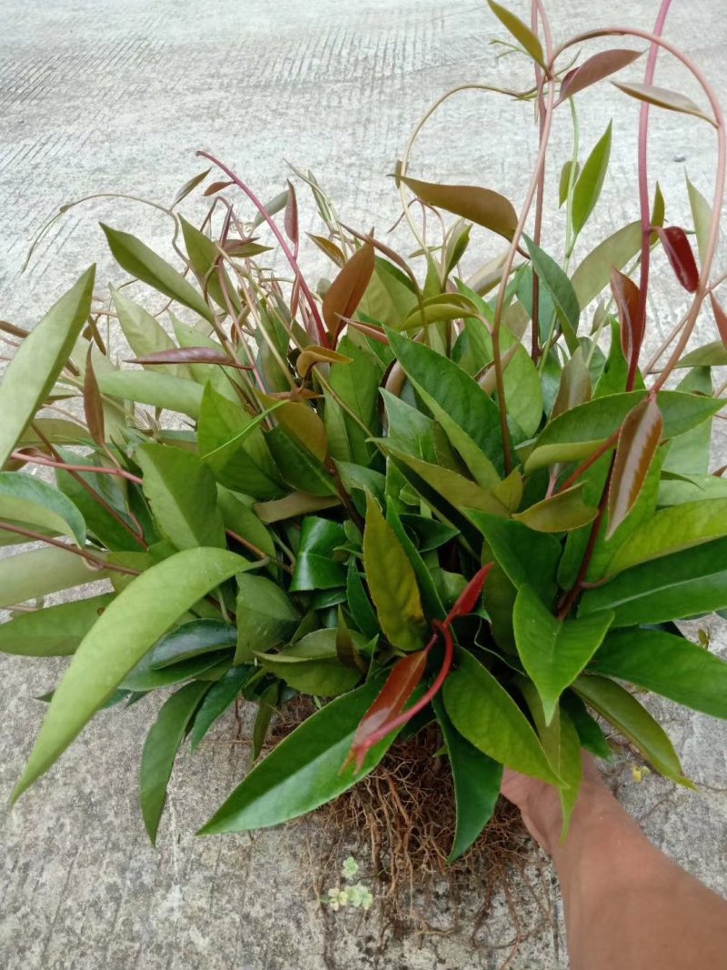 基地提供优质布福娜苗