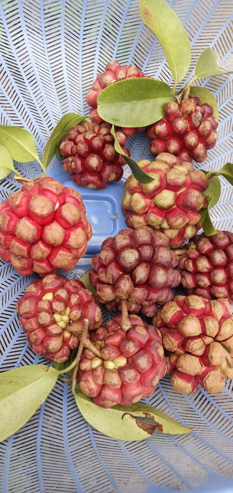基地提供优质布福娜苗