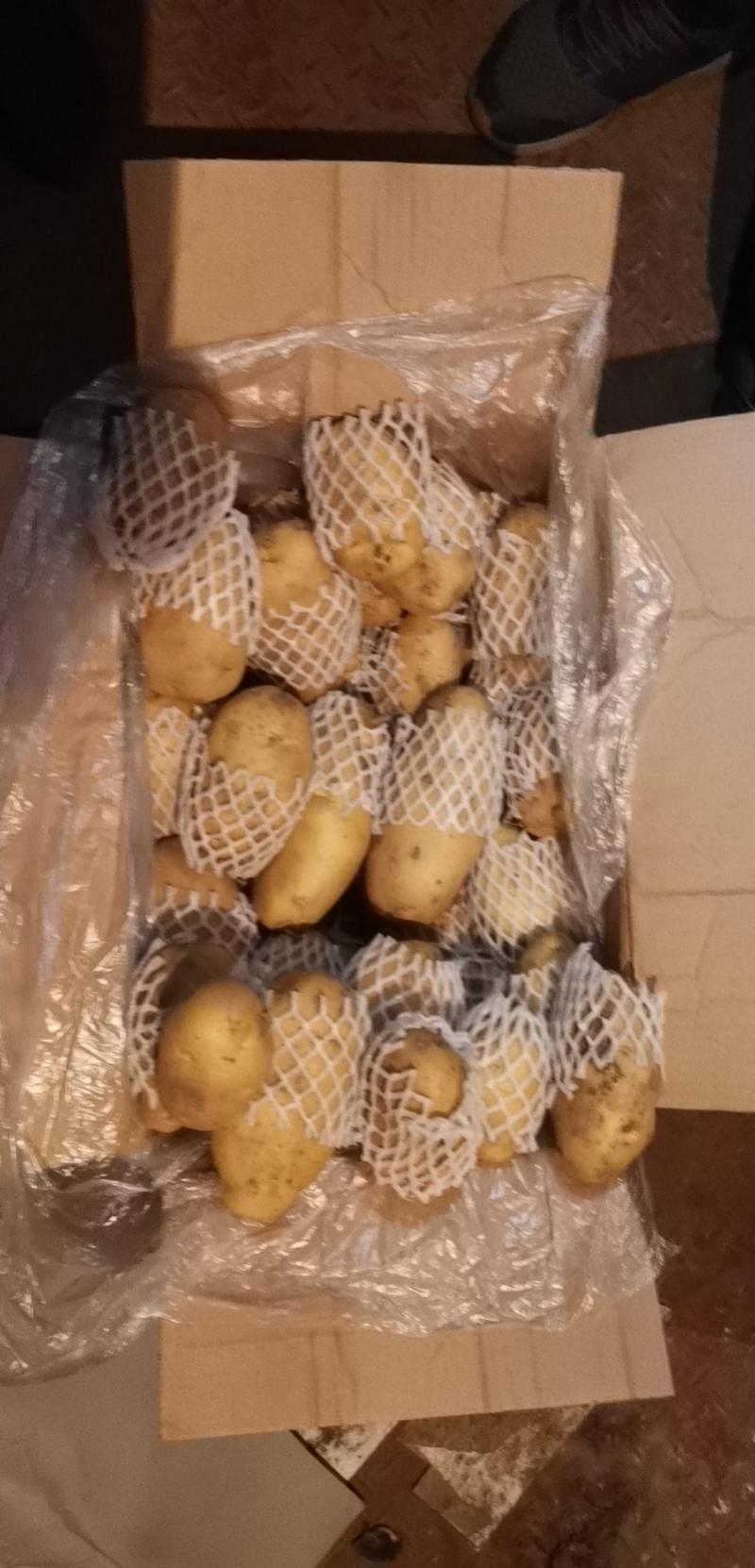 鲜荷兰十五土豆大量供应，各种规格箱装，袋装