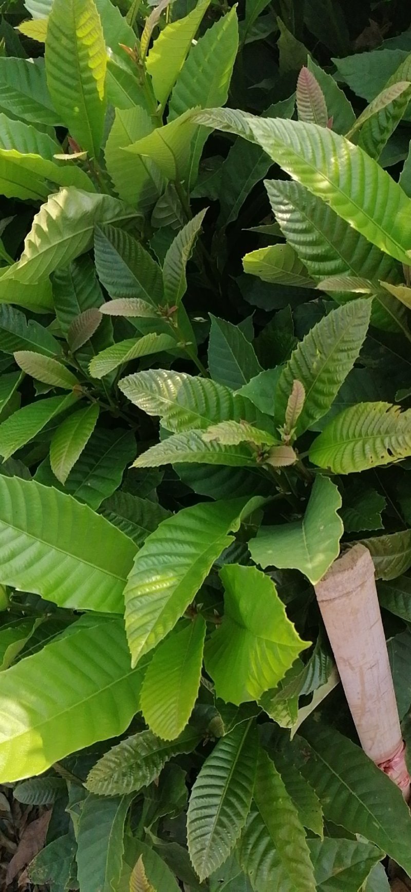 黎蒴