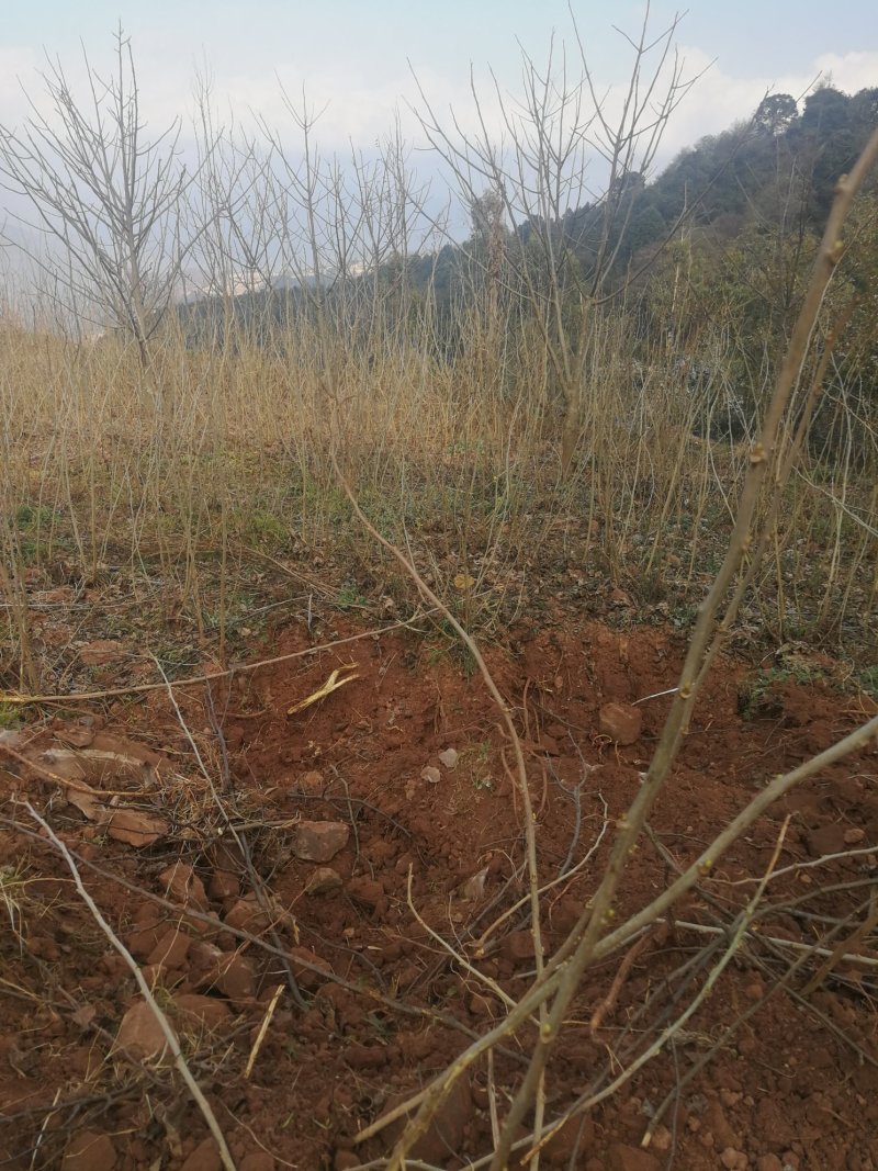 桑树苗4年的，嫁接好的